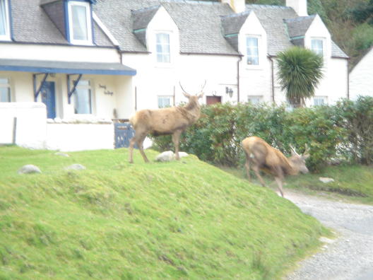 Deer3