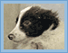 Photo of a dog