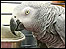 George the parrot