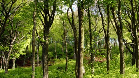 Trees