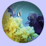 scuba diver