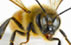 A bee