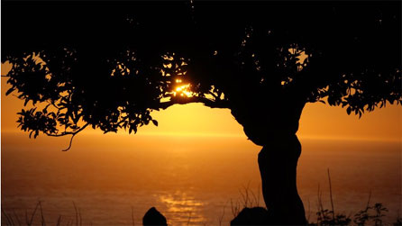tree.jpg