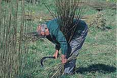 Willow cutting