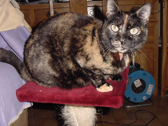 Scratchy the cat