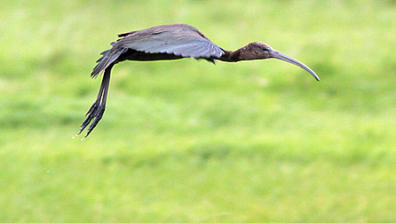 ibis_moses_daviesjpg.jpg