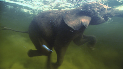 hdtv_elephant.jpg