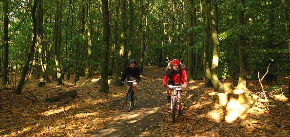 Sherwood Forest