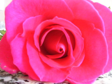 Rose frm a lover