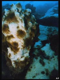 coral head