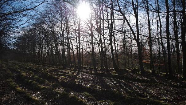 Winter sun