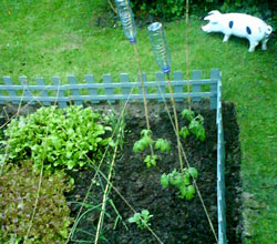 vegpatch_sara.jpg